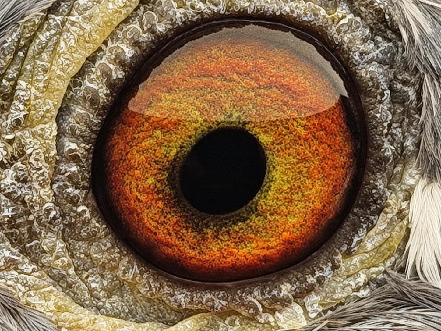 Pigeon eye